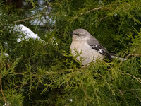 Northern Mockingbird in tree-