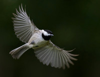 Black-capped Chickadee