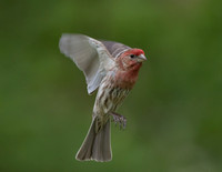 House Finch-1