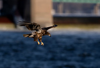Quad City Eagle Feeding sequence Z9 Sigma 500 (7 of 15)