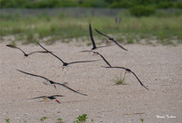 Black Skimmer-1