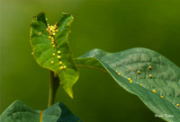 Eastern Black Swallowtail eggs
