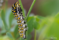 Monarch