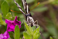 Zebra Swallowtail