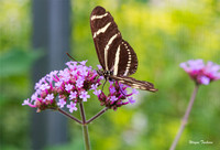 Zebra Longtail