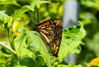 Monarch