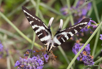 Zebra Swallowtail