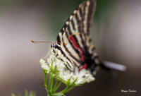 Bugs and Insects