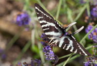 Zebra Swallowtail