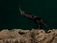 Ghost Mantis