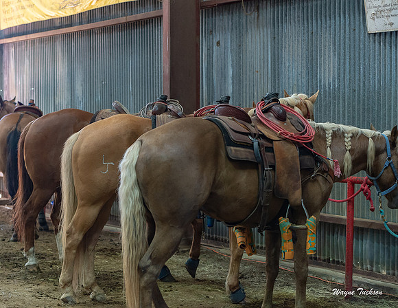 Indiana Rodeo-017