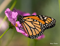 Butterflies, Moths, and caterpillars