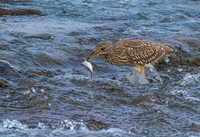 Bittern w fish- 3