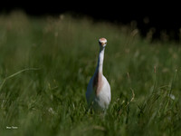 Cattle Egret- Olympus M1X 300mm f4 +MC14