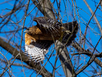 Hawk