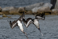 Pelicans, brown