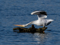 White Pelican-