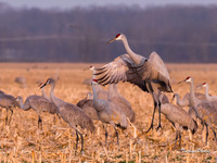 Sandhill Crane-511