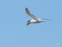 Lesser Tern with fish