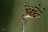 Wandering Glider, dragonfly Nikon D500 200-500mm-