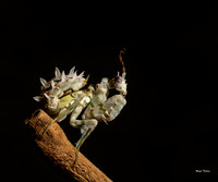 Wahlbergii mantis-
