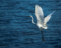 Great Egret