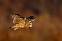 Short Eared Owl, IN 11-29-23-4