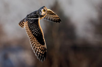 Short Eared Owl, IN 11-29-23-6