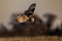 Short Eared Owls, IN 11-29-23-3