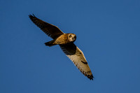 Short Eared Owl, IN 11-29-23-5