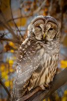 Bard Owl, Cave Hill 11-09-23