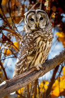 Bard Owl, Cave Hill 11-09-23-2