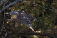 Red Tail Hawk, IN 11-29-23-2