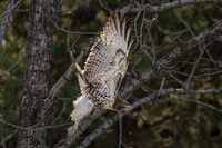 Red Tail Hawk, IN 11-29-23-1