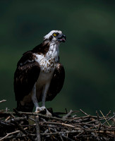Osprey, Patoka Lake