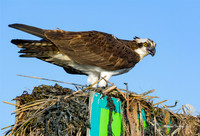 Osprey, Cape May