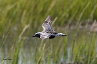 Black-Bellied Plover-510