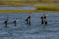 Cormorant