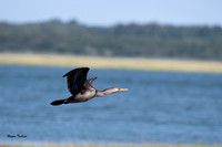 Cormorant