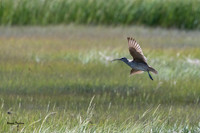 Whimbrel-694