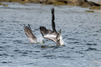 Brown Pelican diving-892