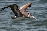 Brown Pelican-92