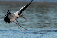 Wood Stork-74