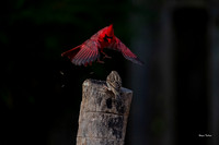 Cardinal Backyard