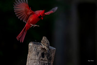Cardinal Backyard