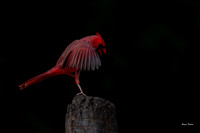 Cardinal--1