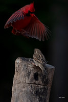 Cardinal Backyard