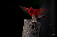 Cardinal--5