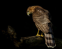 Gallary-4