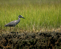 Yellow-crowned Night Heron